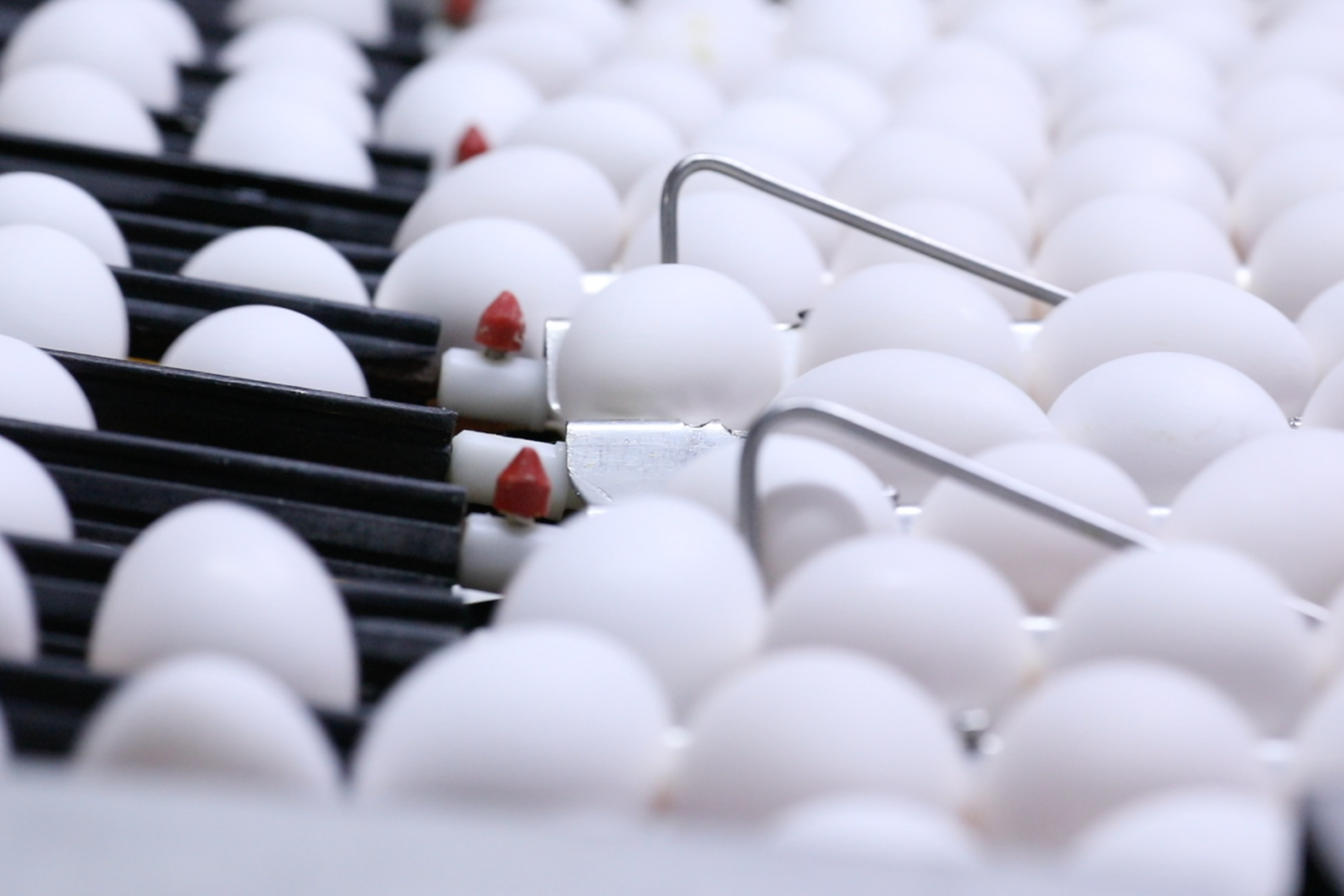 Al Ghurair commercial food products – flour, oats, oil, pasta, noodles, poultry, semolina, and eggs for regional businesses